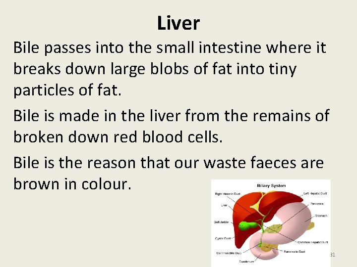 Liver Bile passes into the small intestine where it breaks down large blobs of