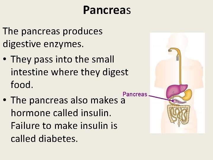 Pancreas The pancreas produces digestive enzymes. • They pass into the small intestine where