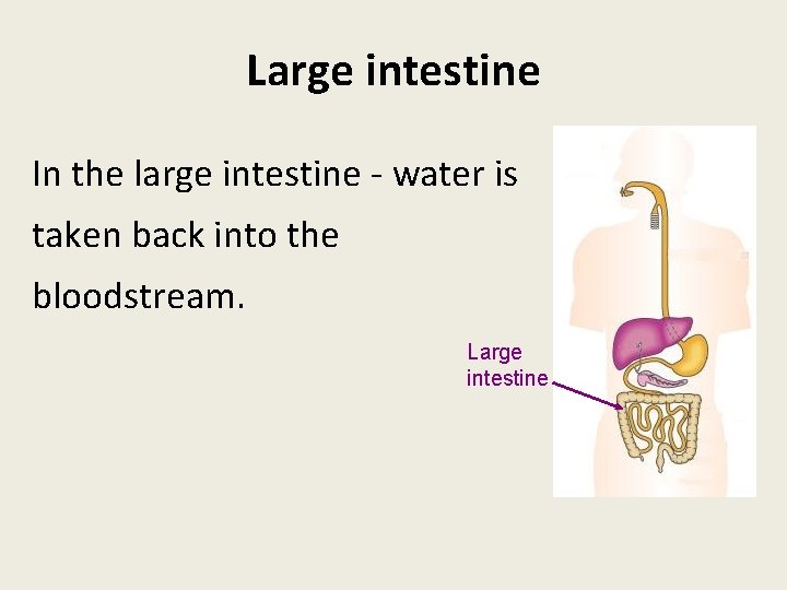 Large intestine In the large intestine - water is taken back into the bloodstream.
