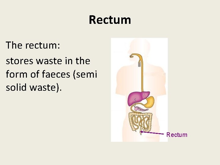 Rectum The rectum: stores waste in the form of faeces (semi solid waste). Rectum