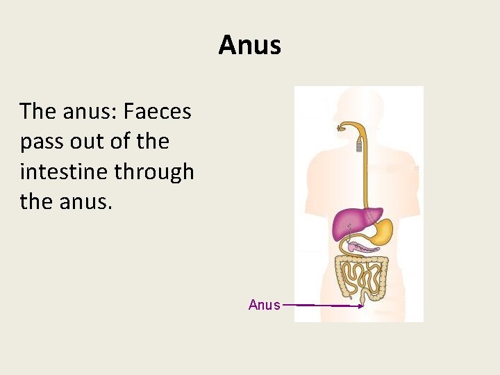 Anus The anus: Faeces pass out of the intestine through the anus. Anus 