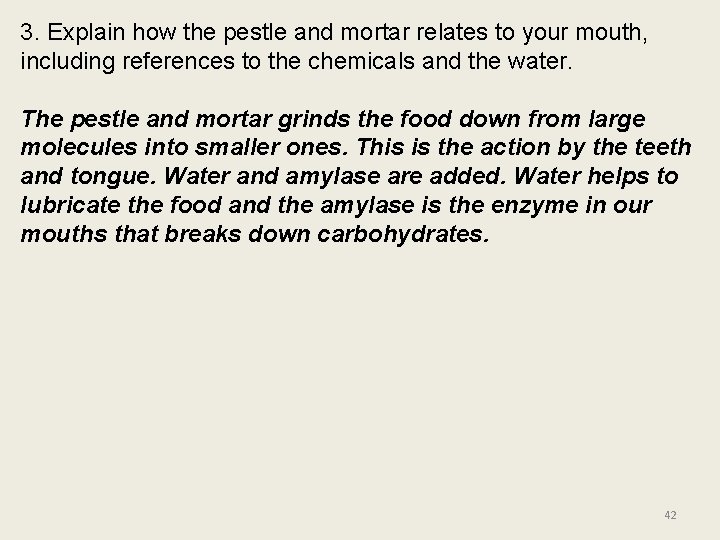 3. Explain how the pestle and mortar relates to your mouth, including references to