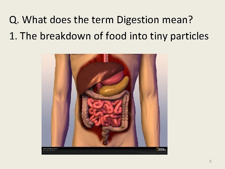Q. What does the term Digestion mean? 1. The breakdown of food into tiny