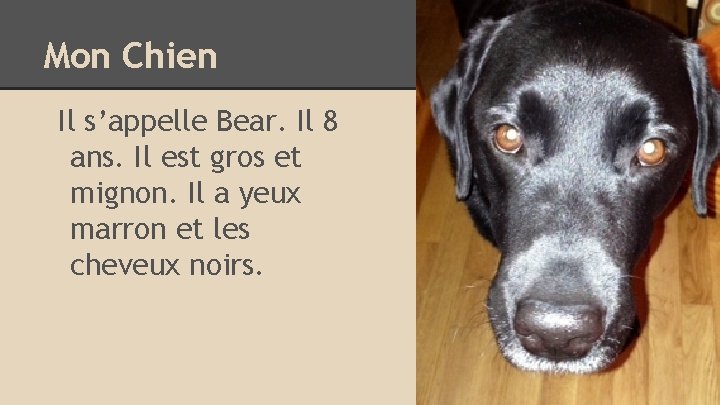 Mon Chien Il s’appelle Bear. Il 8 ans. Il est gros et mignon. Il