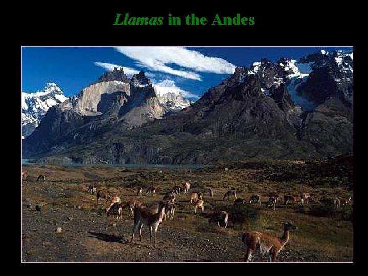 Llamas in the Andes 