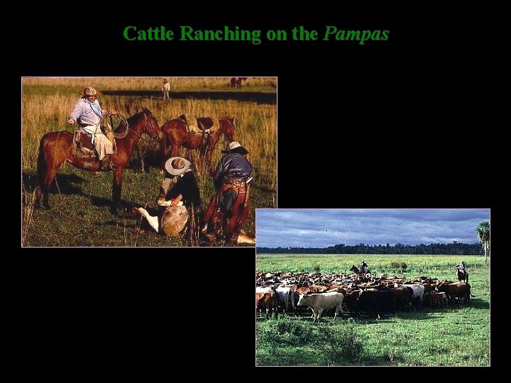 Cattle Ranching on the Pampas 