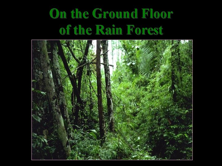 On the Ground Floor of the Rain Forest 