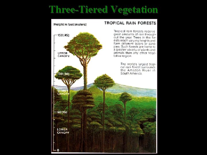 Three-Tiered Vegetation 