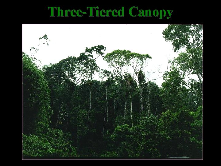 Three-Tiered Canopy 