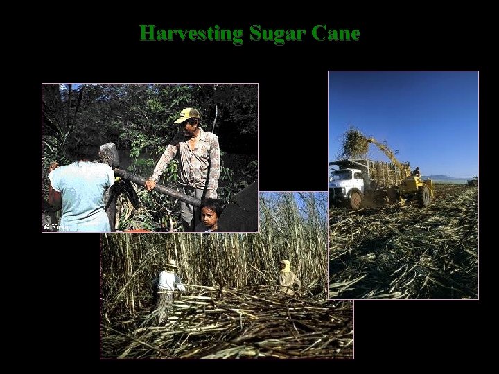 Harvesting Sugar Cane 