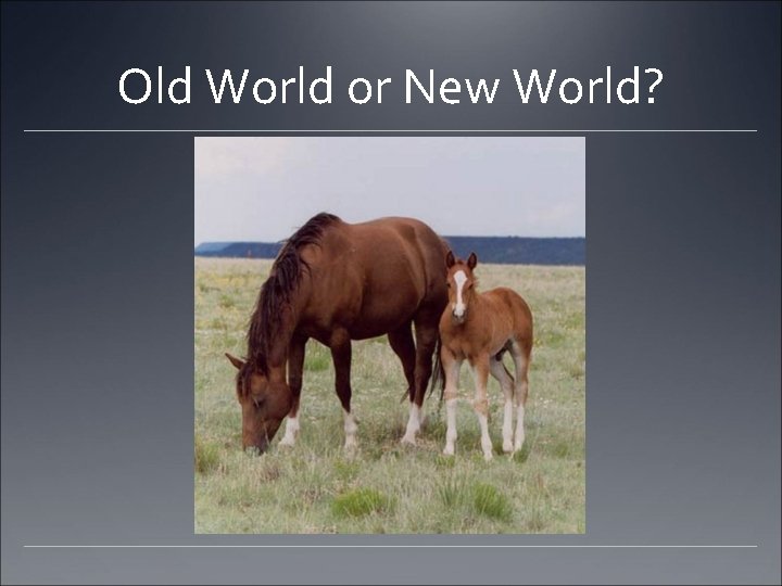 Old World or New World? 