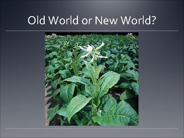 Old World or New World? 