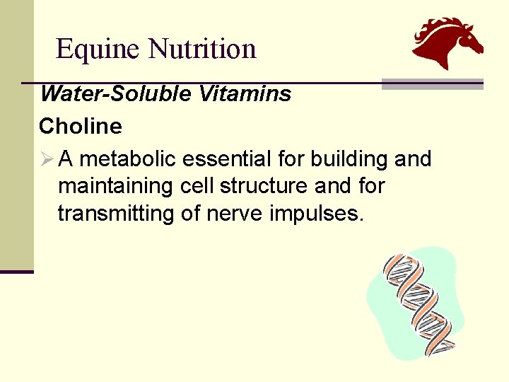 Equine Nutrition Water-Soluble Vitamins Choline Ø A metabolic essential for building and maintaining cell