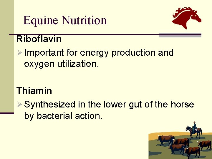 Equine Nutrition Riboflavin Ø Important for energy production and oxygen utilization. Thiamin Ø Synthesized