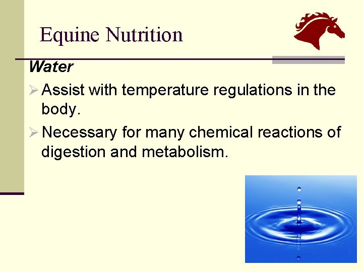 Equine Nutrition Water Ø Assist with temperature regulations in the body. Ø Necessary for