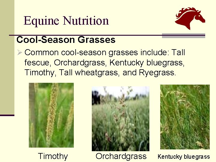 Equine Nutrition Cool-Season Grasses Ø Common cool-season grasses include: Tall fescue, Orchardgrass, Kentucky bluegrass,
