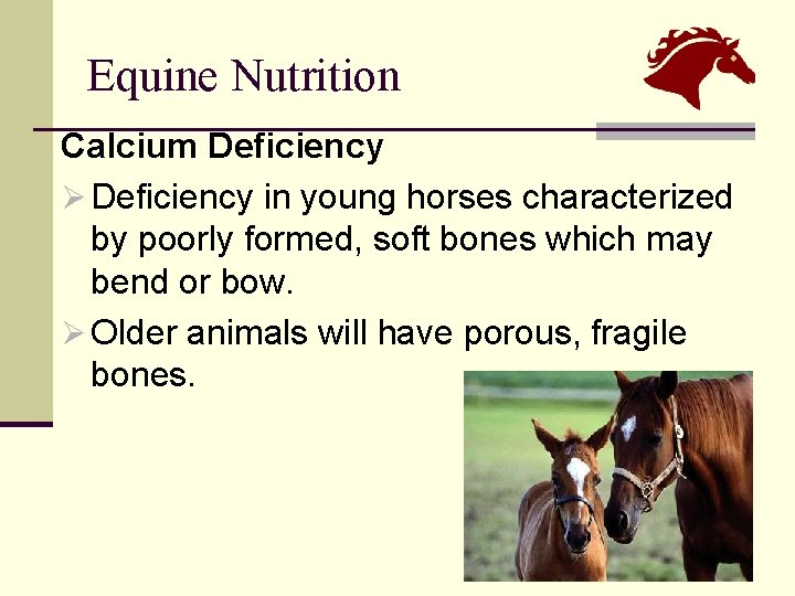 Equine Nutrition Calcium Deficiency Ø Deficiency in young horses characterized by poorly formed, soft
