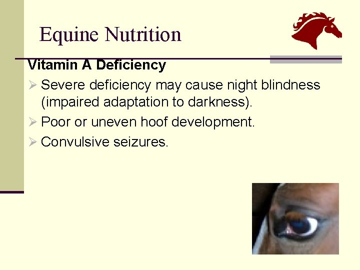 Equine Nutrition Vitamin A Deficiency Ø Severe deficiency may cause night blindness (impaired adaptation