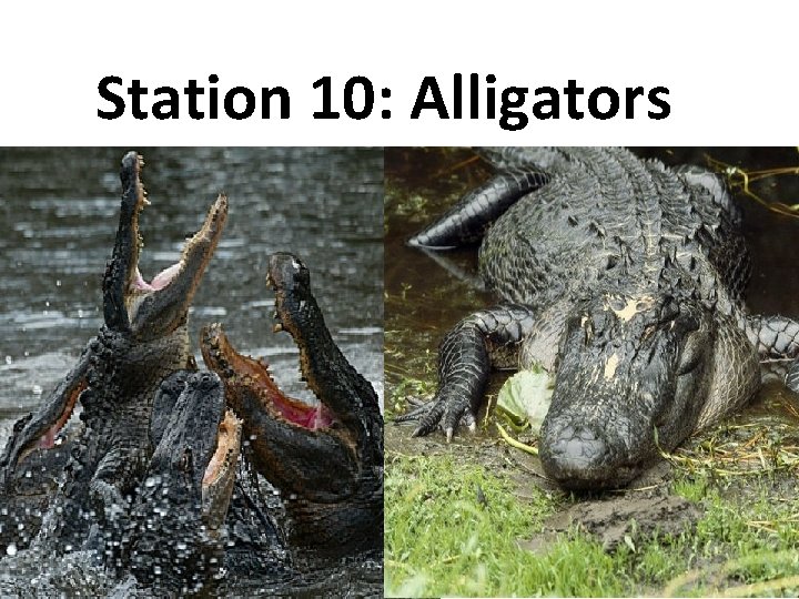 Station 10: Alligators 