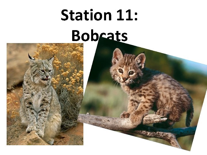 Station 11: Bobcats 