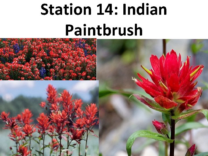 Station 14: Indian Paintbrush 