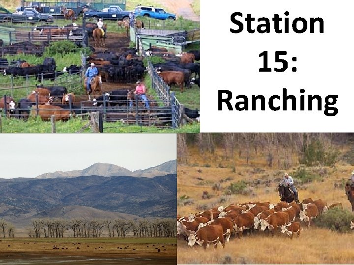 Station 15: Ranching 