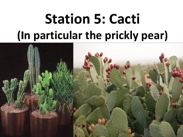 Station 5: Cacti (In particular the prickly pear) 