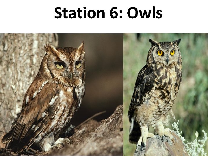 Station 6: Owls 