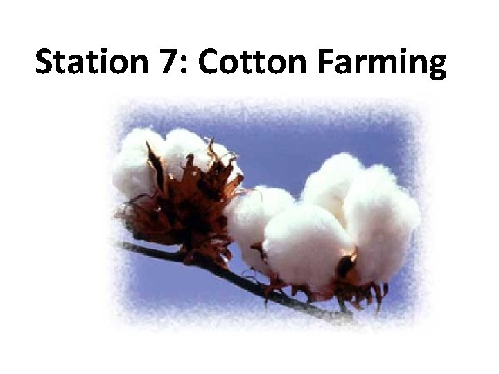 Station 7: Cotton Farming 