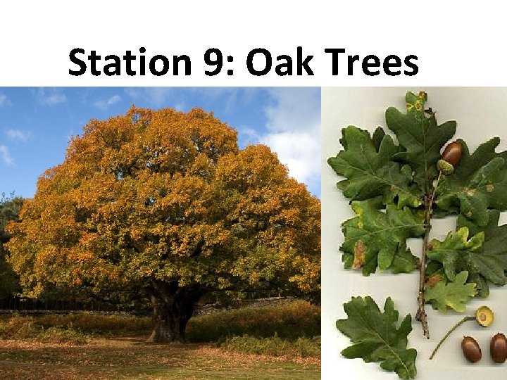 Station 9: Oak Trees 