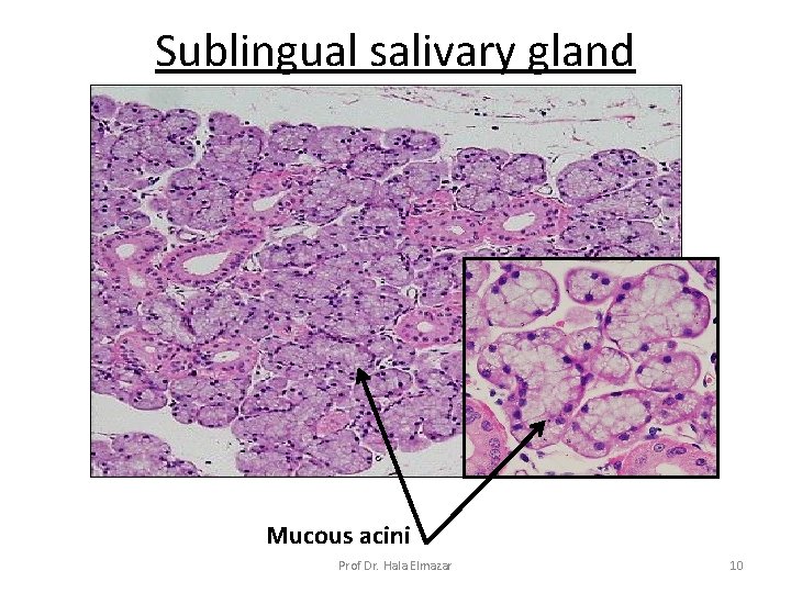Sublingual salivary gland Mucous acini Prof Dr. Hala Elmazar 10 