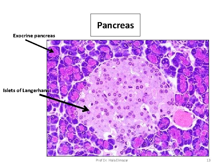 Pancreas Exocrine pancreas Islets of Langerhans Prof Dr. Hala Elmazar 13 