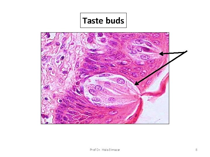 Taste buds Prof Dr. Hala Elmazar 8 