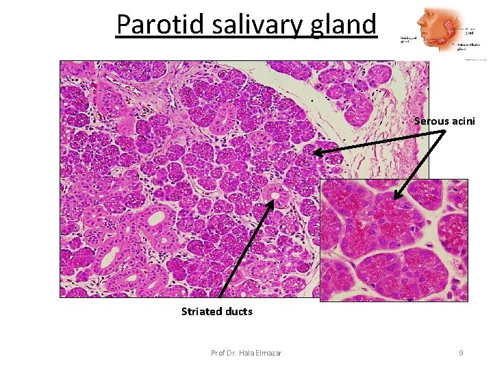 Parotid salivary gland Serous acini Striated ducts Prof Dr. Hala Elmazar 9 