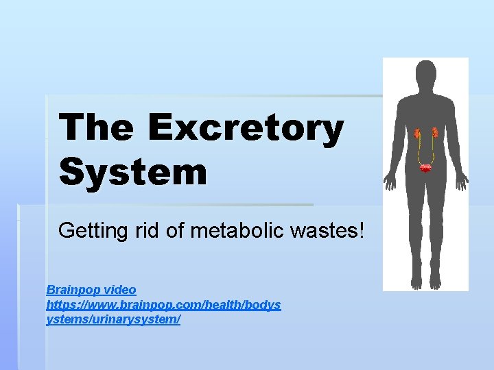 The Excretory System Getting rid of metabolic wastes! Brainpop video https: //www. brainpop. com/health/bodys