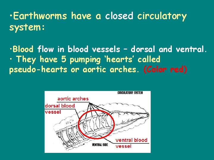  • Earthworms have a closed circulatory system: • Blood flow in blood vessels