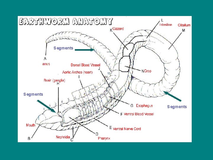 Segments 