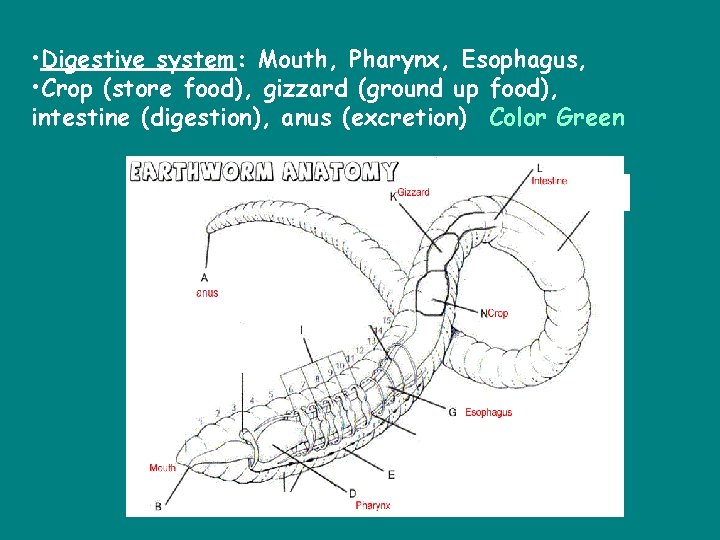  • Digestive system: Mouth, Pharynx, Esophagus, • Crop (store food), gizzard (ground up