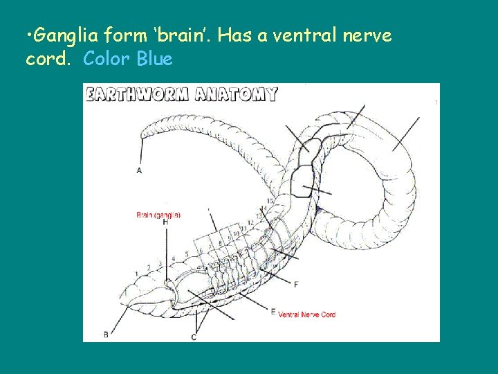  • Ganglia form ‘brain’. Has a ventral nerve cord. Color Blue • Nephridia