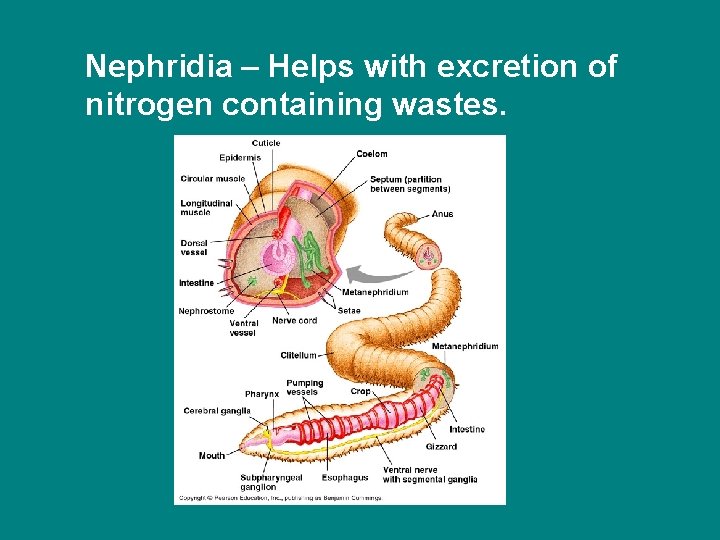 Nephridia – Helps with excretion of nitrogen containing wastes. 