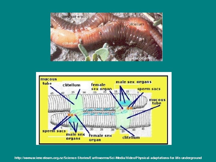 http: //www. sciencelearn. org. nz/Science-Stories/Earthworms/Sci-Media/Video/Physical-adaptations-for-life-underground 