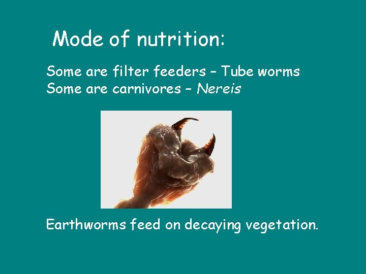 Mode of nutrition: Some are filter feeders – Tube worms Some are carnivores –