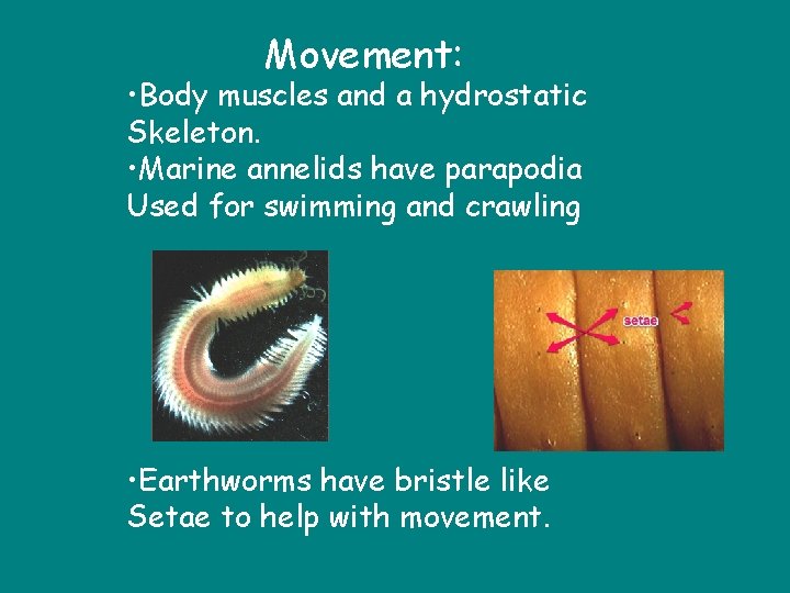 Movement: • Body muscles and a hydrostatic Skeleton. • Marine annelids have parapodia Used