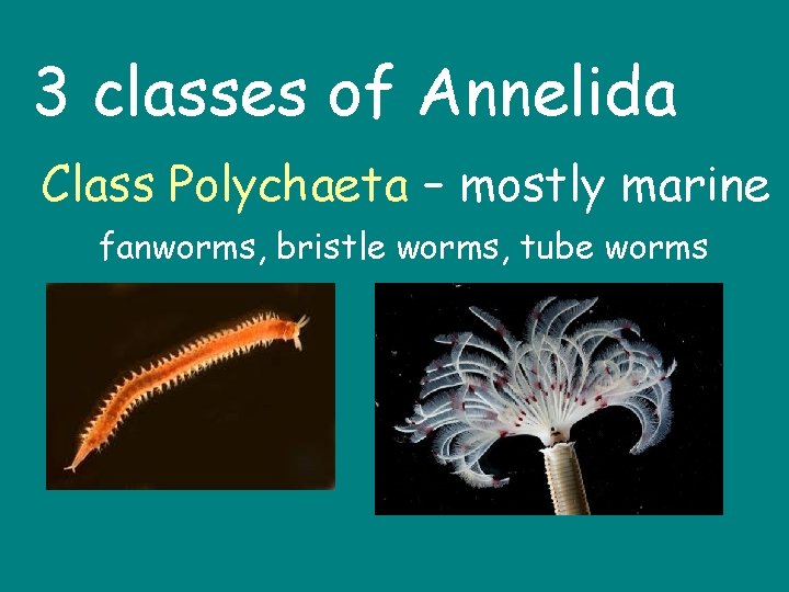 3 classes of Annelida Class Polychaeta – mostly marine fanworms, bristle worms, tube worms