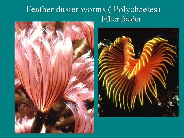 Feather duster worms ( Polychaetes) Filter feeder 