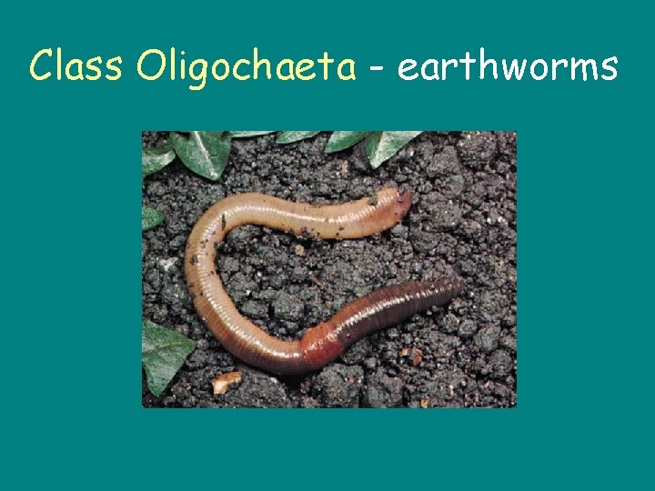 Class Oligochaeta - earthworms 