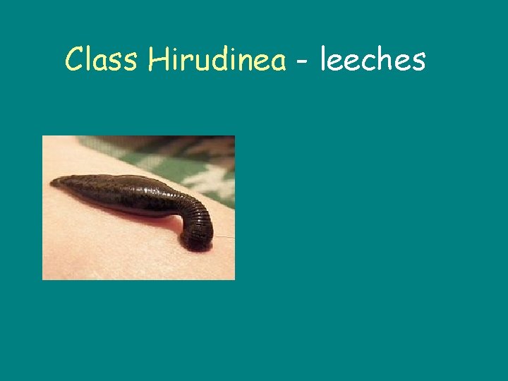 Class Hirudinea - leeches 