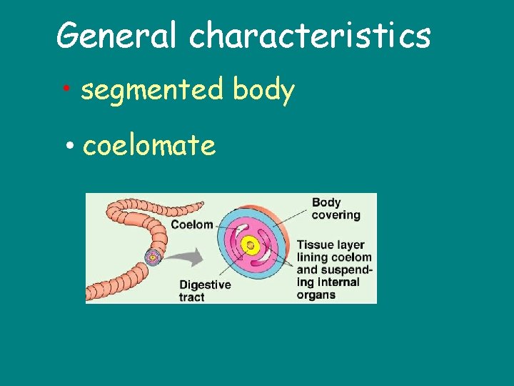 General characteristics • segmented body • coelomate 