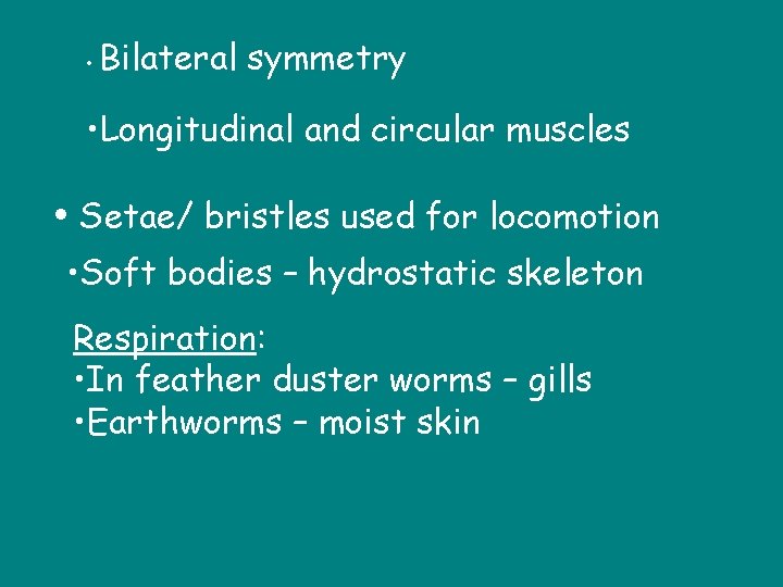  • Bilateral symmetry • Longitudinal and circular muscles • Setae/ bristles used for