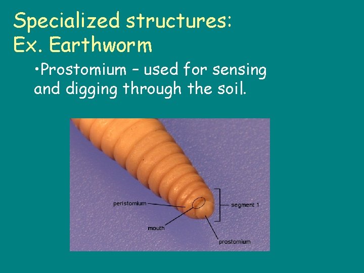 Specialized structures: Ex. Earthworm • Prostomium – used for sensing and digging through the